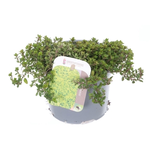 Thymus citr. Aureus