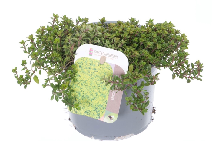 <h4>Thymus citr. Aureus</h4>