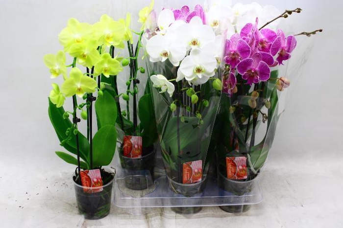 <h4>PHAL EL CASCADE</h4>