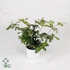 Dracaena Surculosa