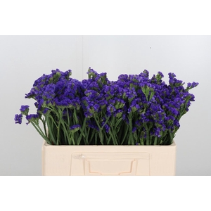 Statice Crystal Dark Blue