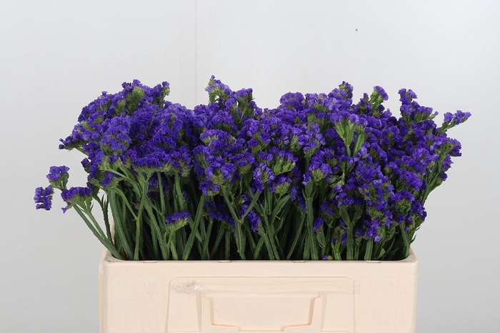 <h4>Statice Crystal Dark Blue</h4>