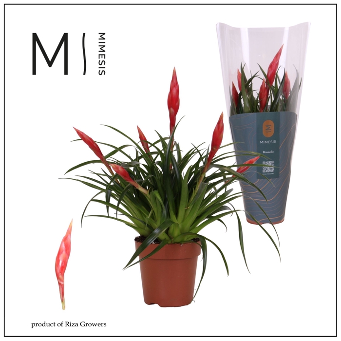 <h4>Vriesea Astrid</h4>