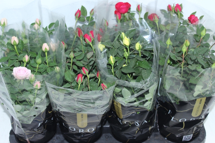<h4>ROSEIRA MINI P13</h4>