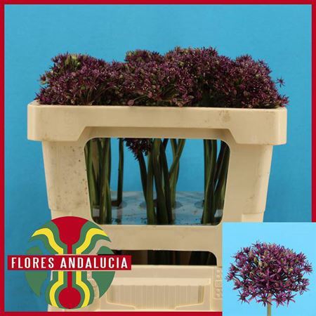 <h4>Allium Miami</h4>