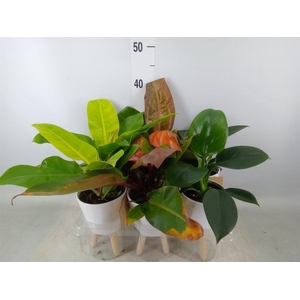 Arr.   Kamerplant Groen L%