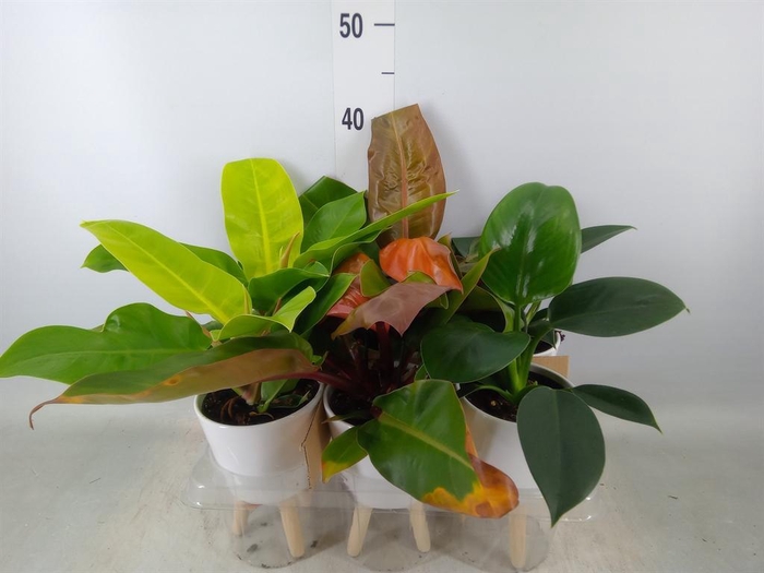 <h4>Arr. Kamerplant Groen L%</h4>