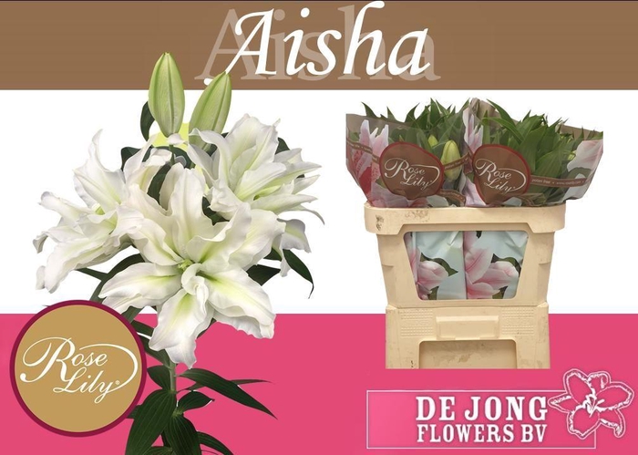 <h4>LI OR DU RL AISHA</h4>