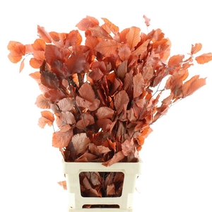 Pres Beech Leafs Red