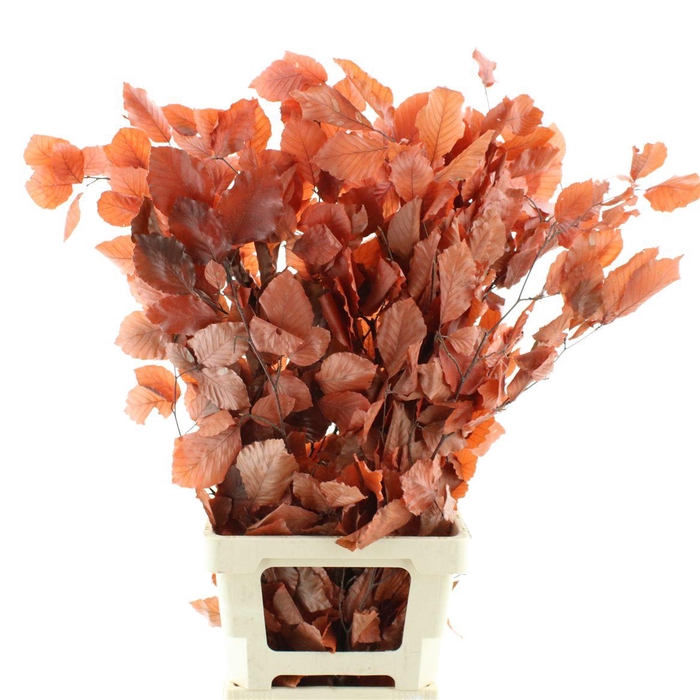 <h4>Pres Beech Leafs Red</h4>