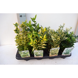 Euonymus Japonicus mix