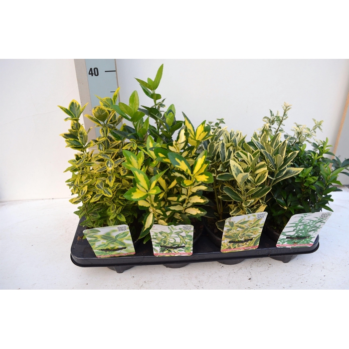 <h4>Euonymus Mix</h4>