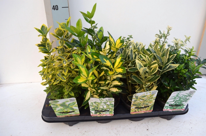 <h4>Euonymus Japonicus mix</h4>