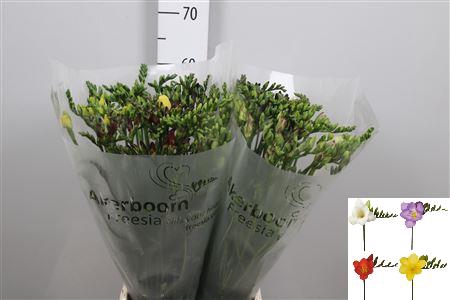 <h4>Fr En Gemengd 27gr</h4>