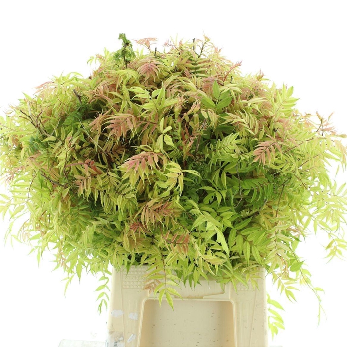 <h4>SOR S MAG INDIAN SUM</h4>