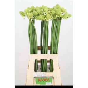 Ornit Saundersiae Import Sawa