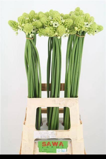 <h4>Ornit Saundersiae Import Sawa</h4>