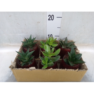 Succulents   ...