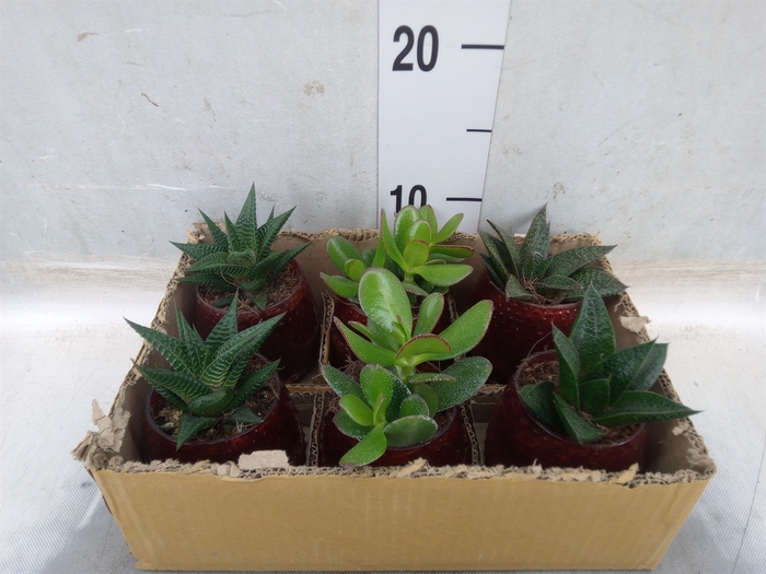 <h4>Succulents   ...</h4>