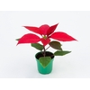 POINSETTIA P06 VERMELHO