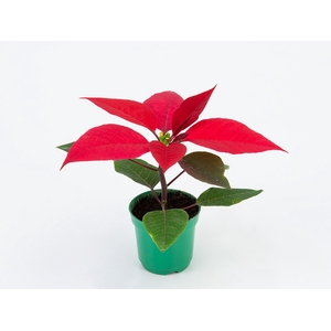 POINSETTIA P06 VERMELHO