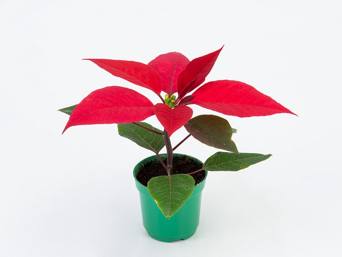 POINSETTIA P06 VERMELHO
