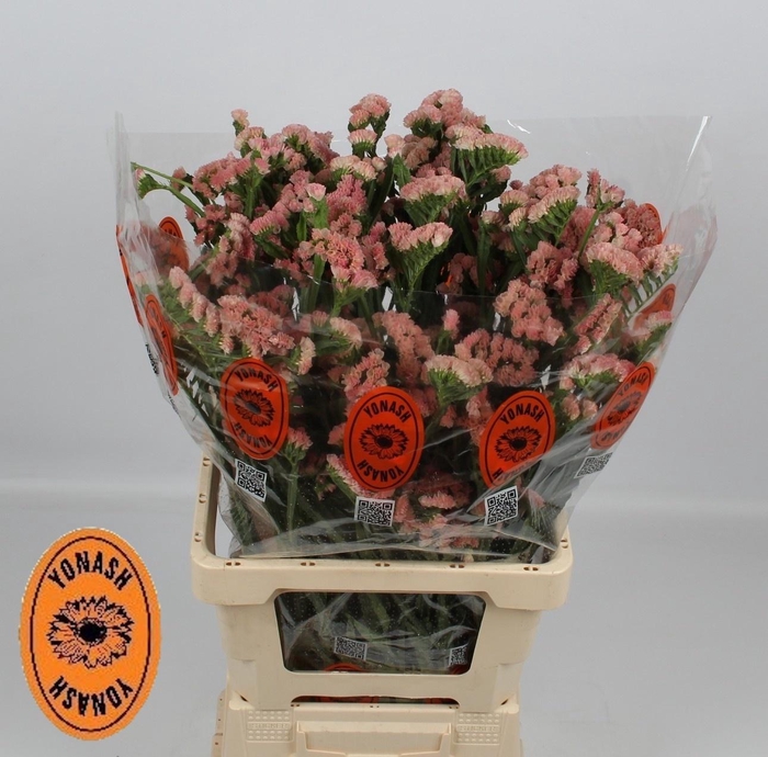 <h4>LIM S PEACH WINGS</h4>