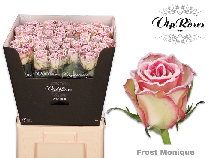 <h4>R GR FROST MONIQUE x 40</h4>