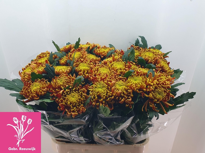 <h4>CHR G FUEGO</h4>