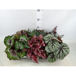 Begonia BD rex   ...mix