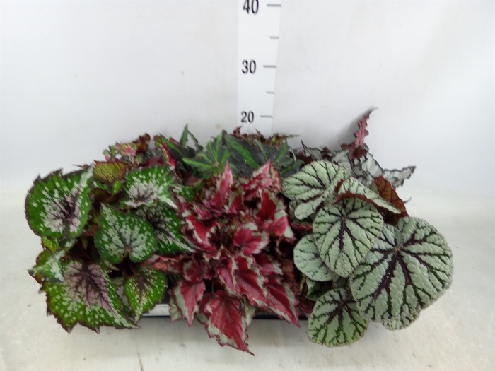 <h4>Begonia BD rex   ...mix</h4>