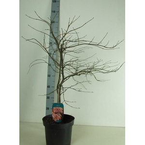 Acer palmatum 'Ornatum' P26 Full CC