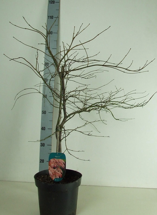 <h4>Acer palmatum 'Ornatum' P26 Full CC</h4>