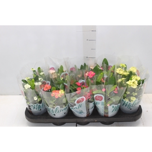 EUPHORBIA MILII MILIIANA P11