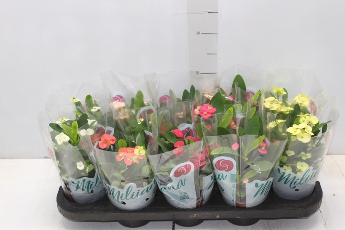 <h4>EUPHORBIA MILII MILIIANA P11</h4>