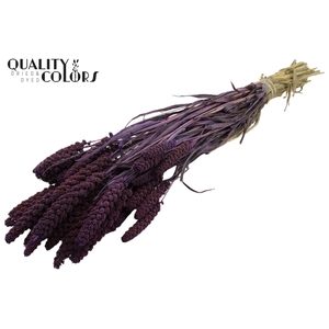 Gierst per bunch Purple