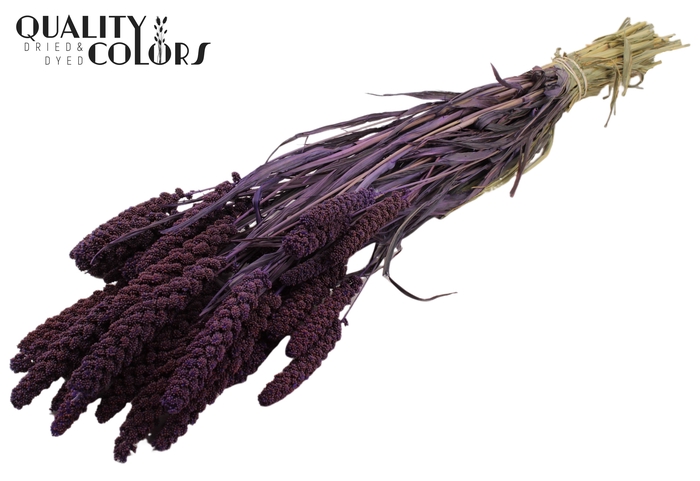 <h4>Gierst per bunch Purple</h4>