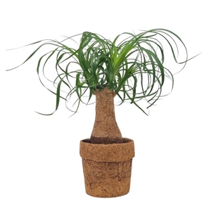 BEAUCARNEA RECUR