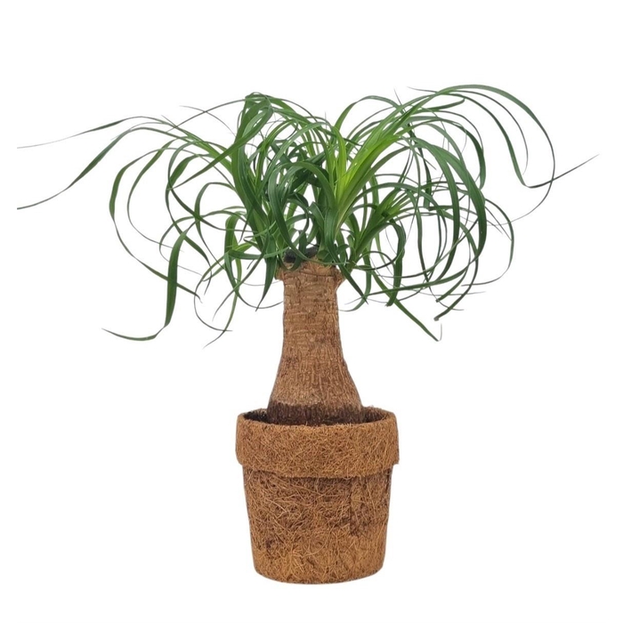<h4>BEAUCARNEA RECUR</h4>