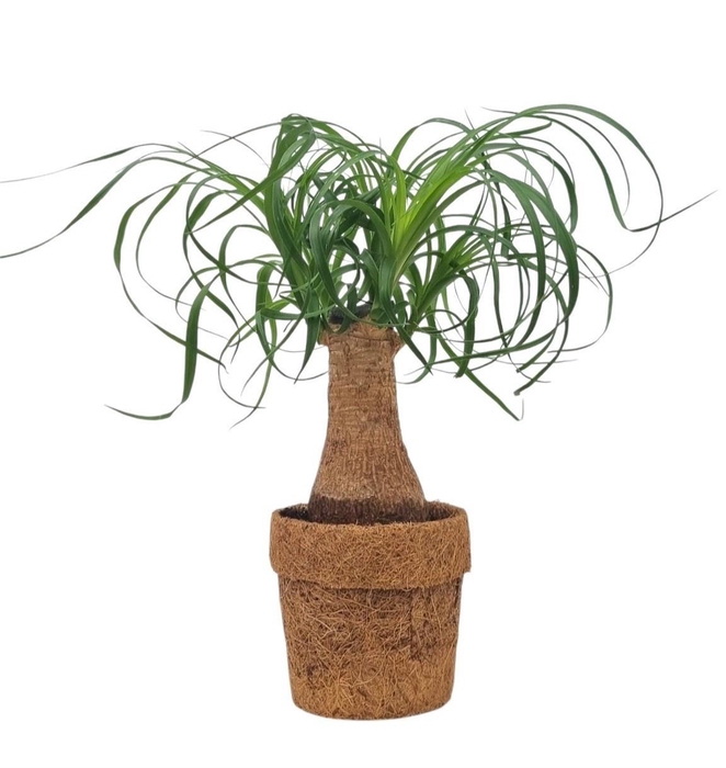 <h4>BEAUCARNEA RECUR</h4>