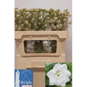 DELPH DU DELP DIAMAN