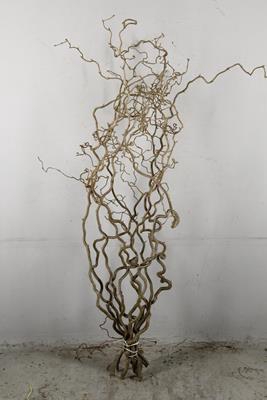 Corylus (2-jarig)
