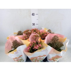 Kalanchoe   ...