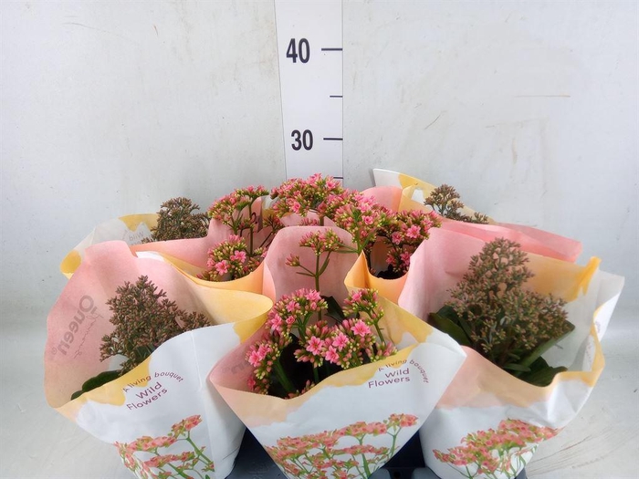 <h4>Kalanchoe   ...</h4>