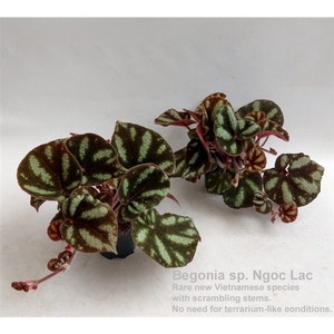 Begonia sp. Ngoc Lac 12cm