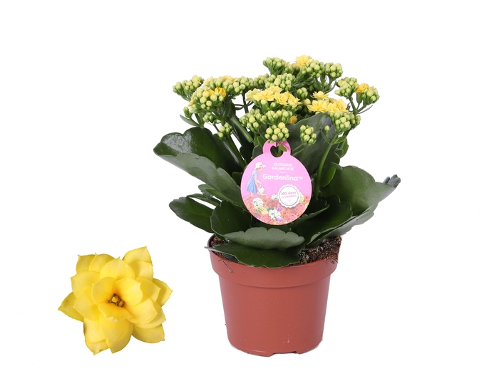 <h4>Kalanchoe Gardenlina 12cm geel</h4>