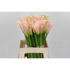 Zantedeschia Eydolls Salmon