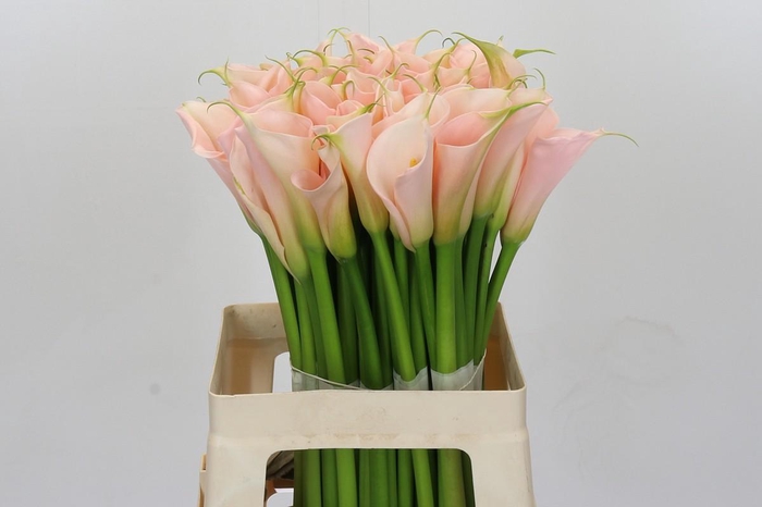 <h4>Zantedeschia Eydolls Salmon</h4>