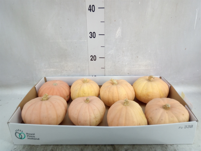 <h4>Cucurbita   ...</h4>