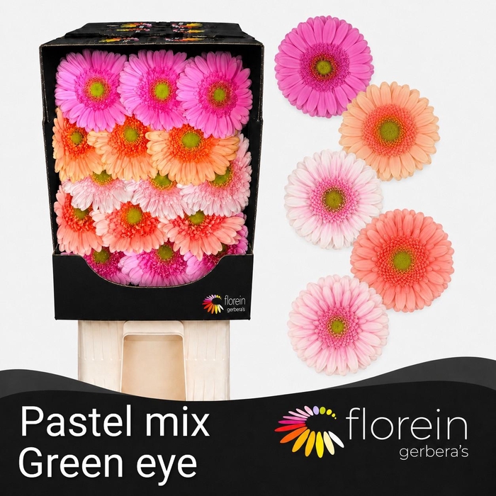 <h4>Gerbera Mix Pastel Diamond</h4>